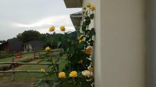 Hotel Dhauladhar View Village Resort