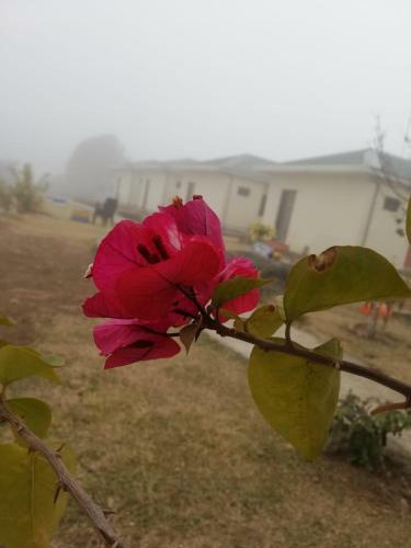 Hotel Dhauladhar View Village Resort