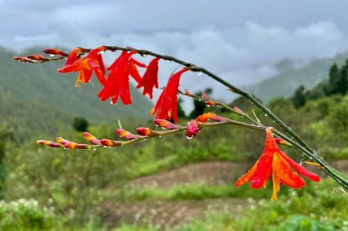 The Hideouts, Kanatal By Bakri Chhap
