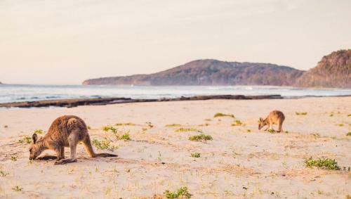 Hotel Pebbly Beach Escape
