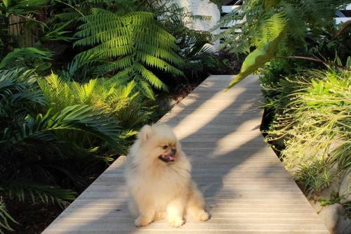 Apartamento Sapphire Beach Pet Friendly Beach 5 Minute Walk