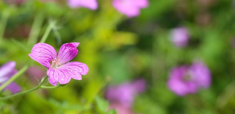 Stratton House Hotel