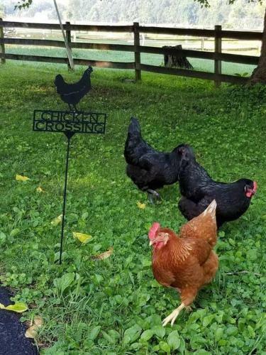 Pleasant Hills Farm Guest House