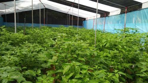 Hostal Green Spice Garden