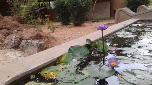 Hostal Habarana Lotus