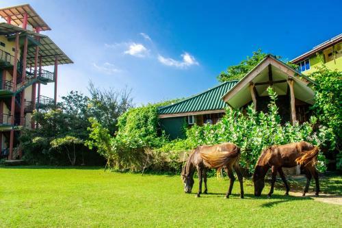 Hotel Yala Bay Resort