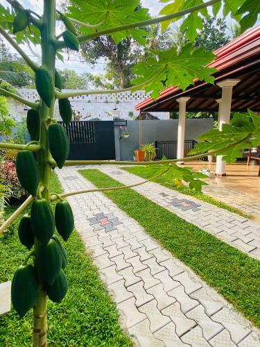 Pearl Oyster Villa Hikkaduwa