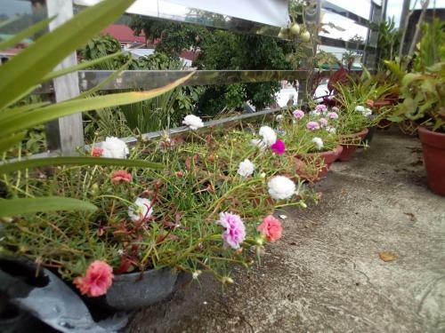 Hostal Ellens Homestay