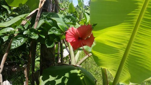 Posada Banana Grove El Nido