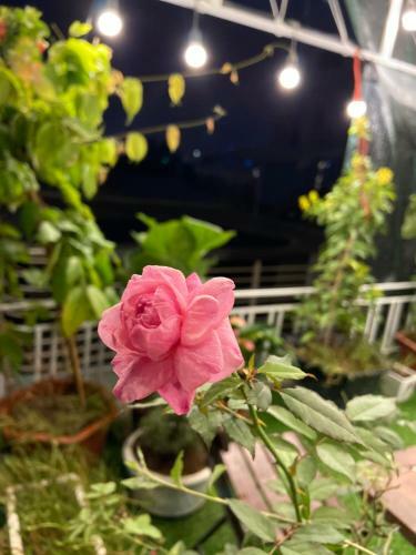 Apartamento Haiphong Backpacker Hostel