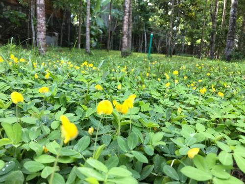 Pinehill Tu Hieu Hue Homestay