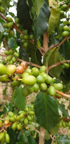 Agroturismo V??n Nh� B�ng