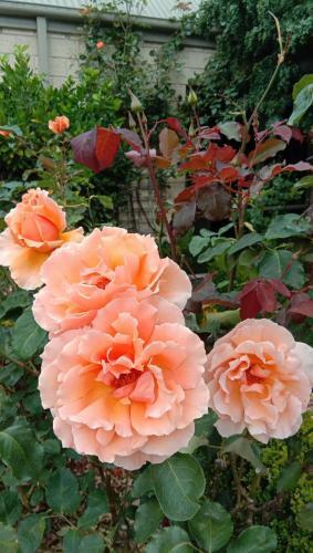 Rose & Stream Retreat