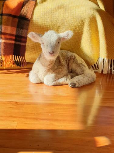 Bed & Breakfast Te Maru Country Stay