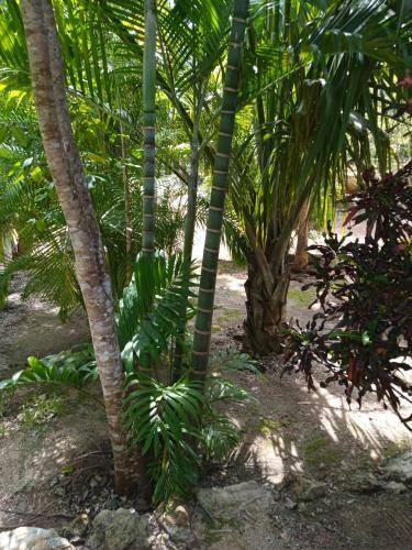 Bed & Breakfast Los Jardines de Ixchel Casa Luna
