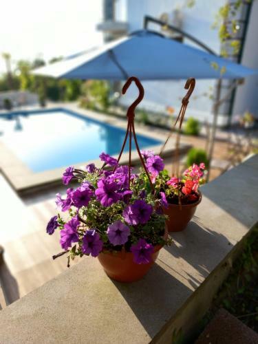 Apartamento Guest House Botanical Paradise