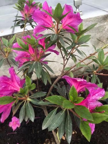Apartamento Guest House Botanical Paradise