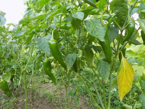 Agrogarden Batumi