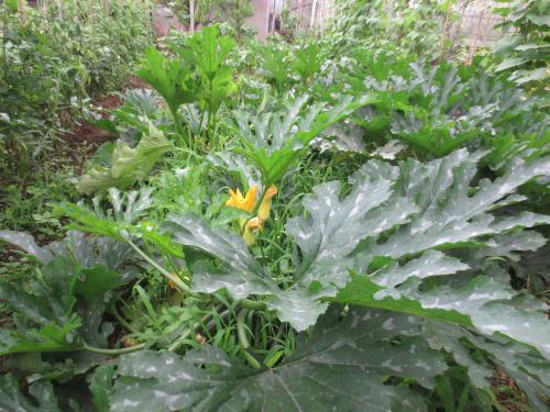 Agrogarden Batumi