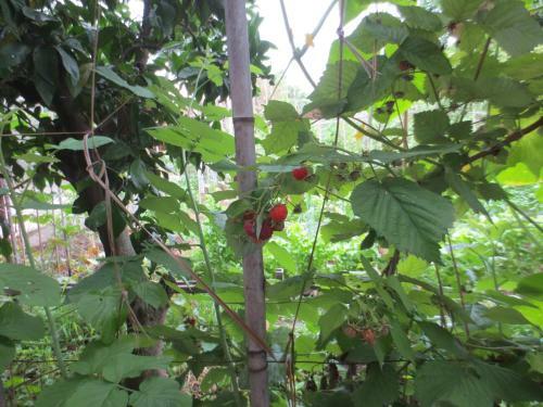 Agrogarden Batumi