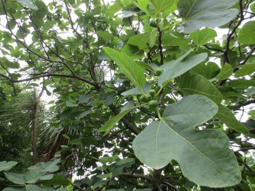 Agrogarden Batumi
