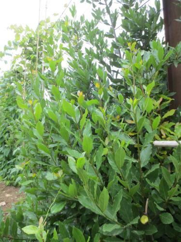 Agrogarden Batumi