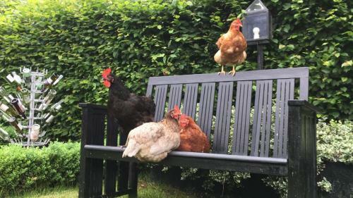 Bed & Breakfast Hemeltjelief Bij Caro