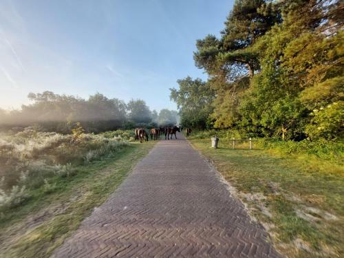 Zomerhuis Simoons