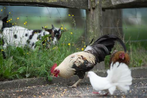 Bed & Breakfast Erve Jonkerhoeve