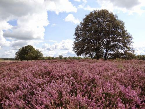 B&B De Panheide