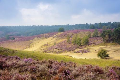 Natuurhuisje Hoenderloo Op de Veluwe