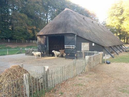 Chalet Hoenderloo Beuk