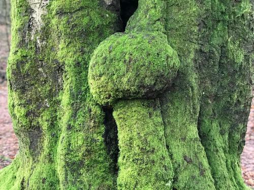Kunstenaars Boshuisje Veluwe