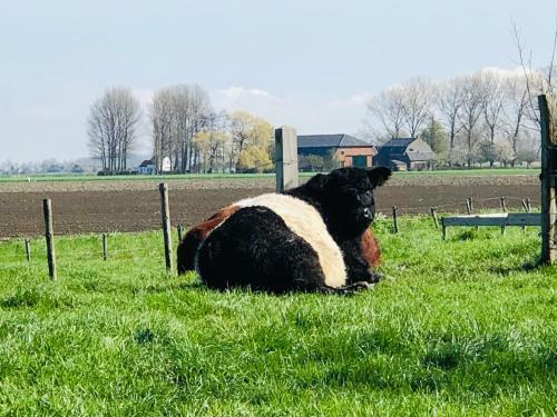 Bed & Breakfast Slapen Bij de Zeeuwse Lala