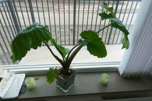 A Private Room In An Apartment G�teborg