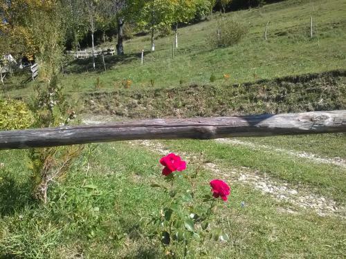 Hostal Casa Cu Muscate