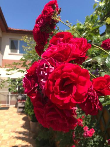 Hostal Black Sea House Apartment Constanta