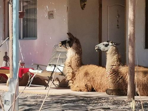 Caba�as, Voyage Atacama