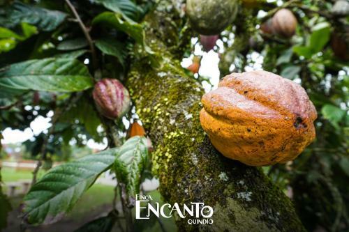 Finca Hotel Encanto Quindio