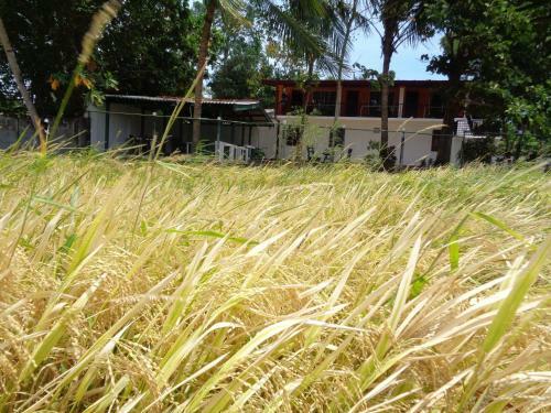 Hostal Man Guest Polonnaruwa