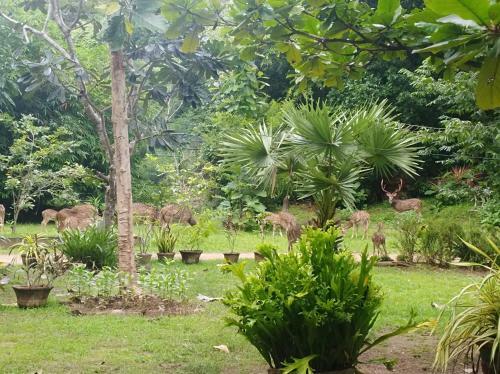 Hotel Deer Garden Guest