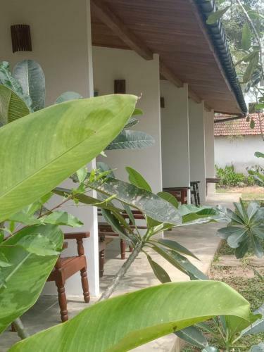 Hostal Coconut Beach