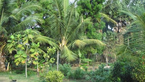 Bed & Breakfast Xaviers Nila Villa