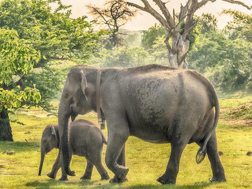 Hostal Domain Elephant Bungalow