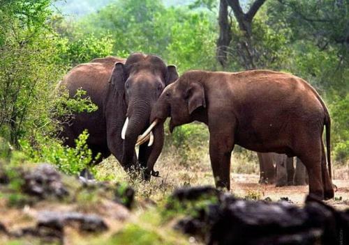 Hostal Domain Elephant Bungalow