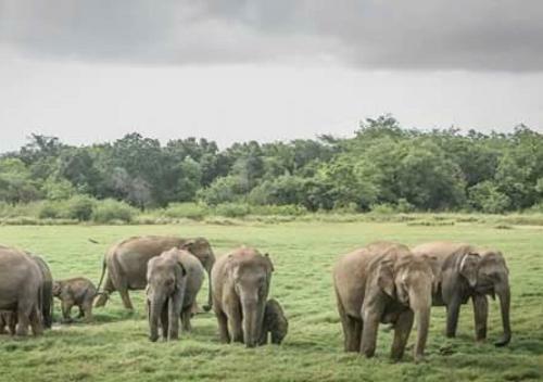 Hostal Domain Elephant Bungalow