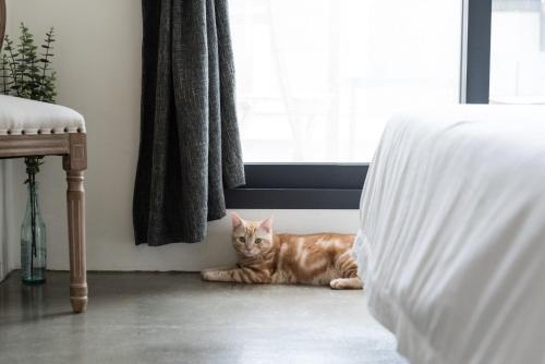 ???cat Home