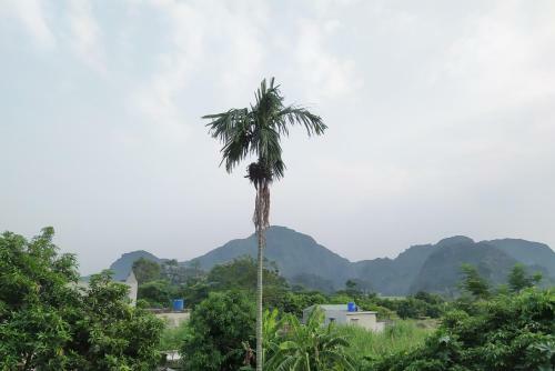 Cherry Homestay