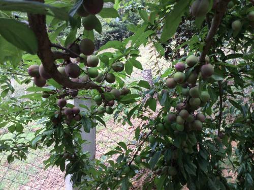 Caba�as Rancho Alegre Izote