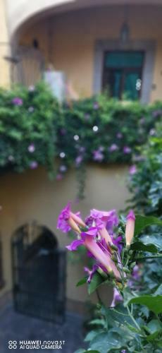 Apartamento Lavanda Centro Hist�rico de Quer�taro
